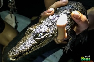 Wild Crocodile Encounters at Ambergris Caye’s Newest Tour