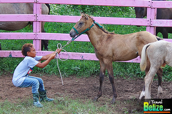 Plenty of Horsing Around at Banana Bank Lodge Summer Camp