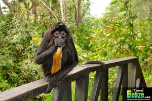 belize zoo 13