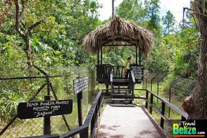 belize zoo 43