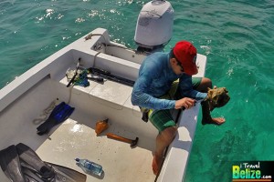 Conch Fishing in San Pedro, Ambergris Caye