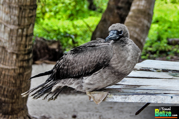 Boobies and Paradise – Escape to Half Moon Caye Belize