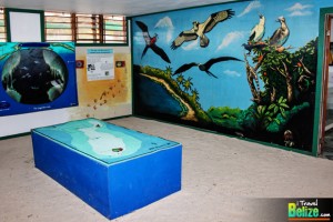 Boobies and Paradise – Escape to Half Moon Caye Belize