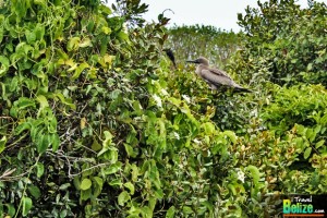 Boobies and Paradise – Escape to Half Moon Caye Belize