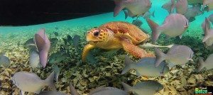 Marvel at the Underwater Beauty of Hol Chan Marine Reserve