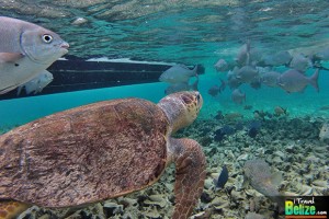 Marvel at the Underwater Beauty of Hol Chan Marine Reserve