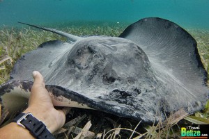 Marvel at the Underwater Beauty of Hol Chan Marine Reserve