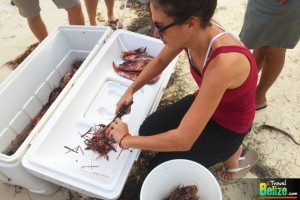 Spear Into Action at Belize's Annual Lionfish Derby