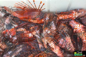 lionfish derby caye caulker 09