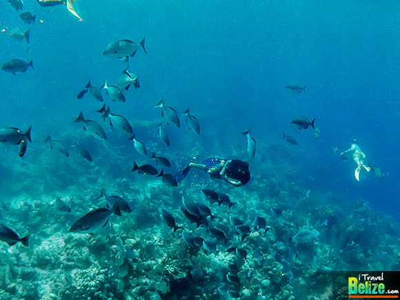 Plunge into the Aquarium at Long Caye, Belize