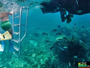 Plunge into the Aquarium at Long Caye, Belize