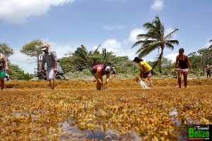 my traveling feet sargasso build beach 01