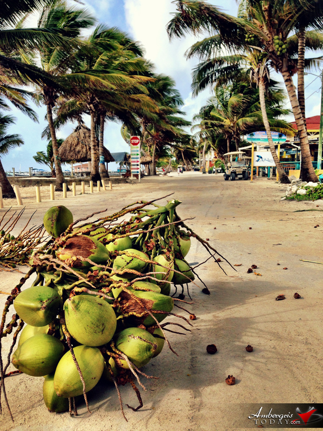 Problems of Living in Belize – Coconut Roadblock