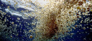 Beware of the Pica Pica! Jellyfish in Abundance During Easter Season in Belize