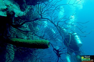 mexico diving club 06