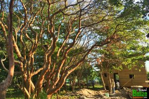 gumbo limbo tourist tree 02
