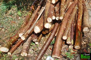 gumbo limbo tourist tree 05