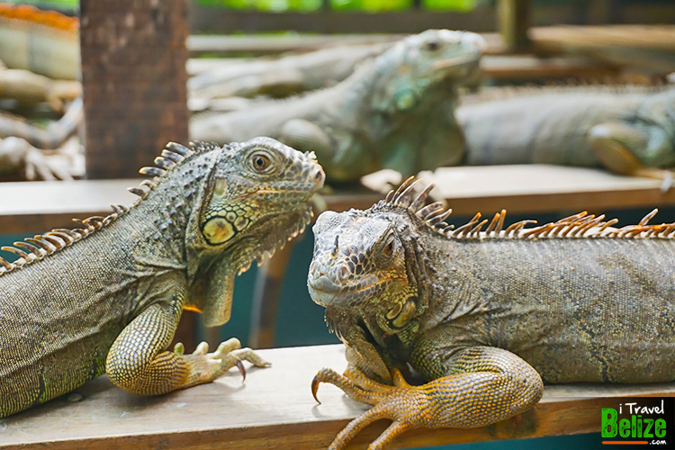 Green Iguana Conservation Project in Belize