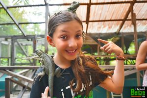 iguana conservation project 07