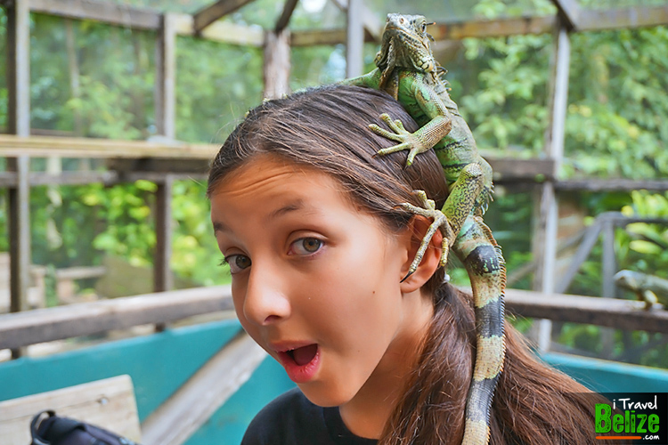 Green Iguana Conservation Project in Belize