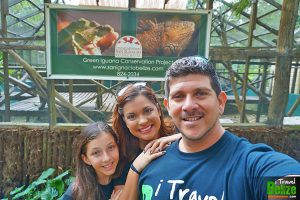 iguana conservation project 11