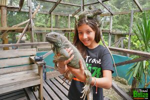 iguana conservation project 15