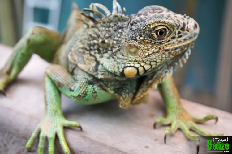 Green Iguana Conservation Project in Belize