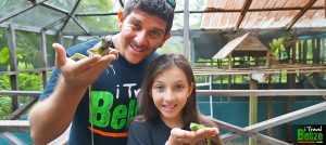 Green Iguana Conservation