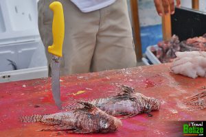 eat lionfish belize 10